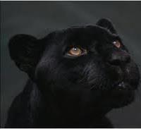 Panthera Pardus's Profile Picture